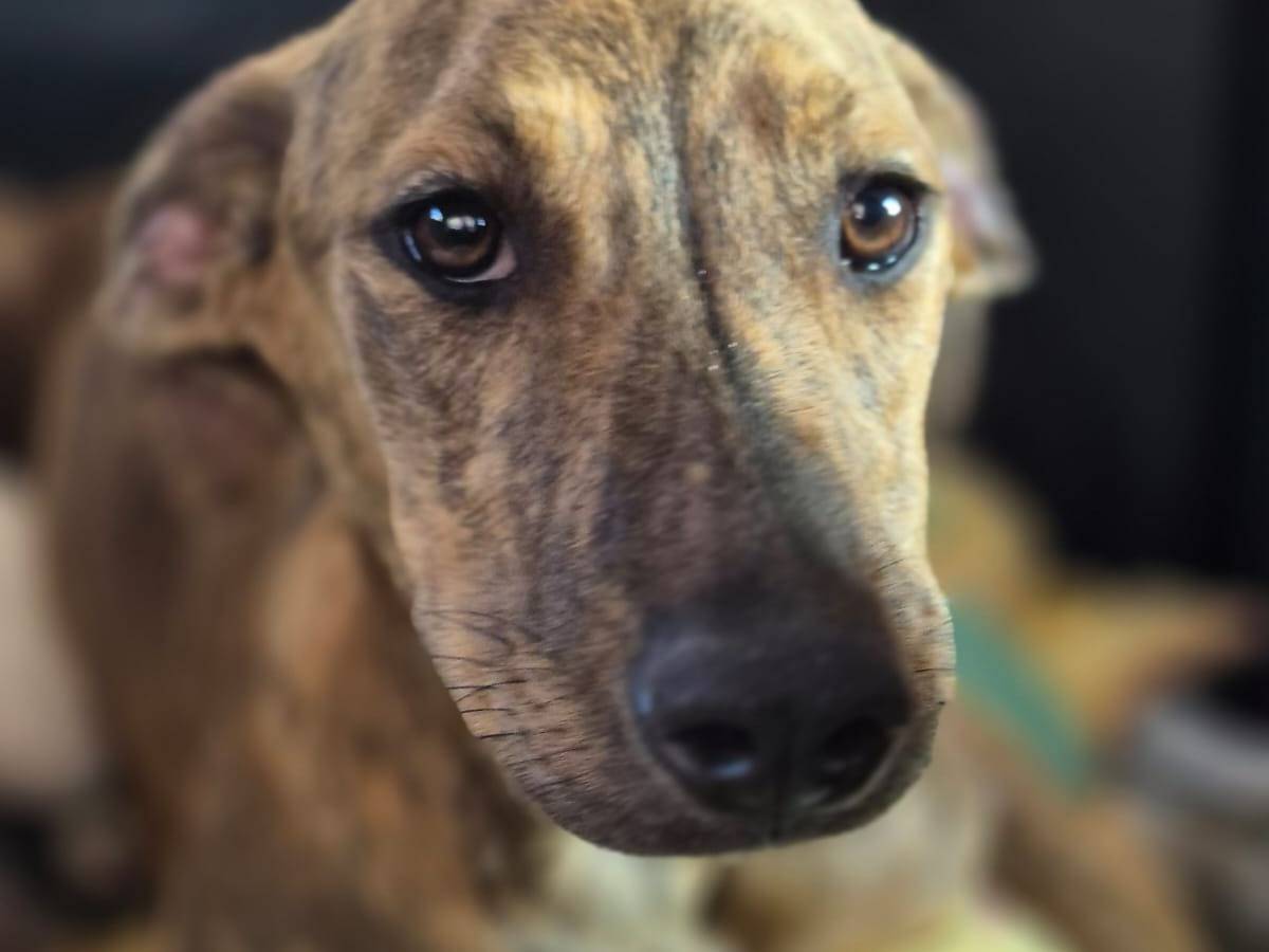 Adotta il cane Giada e Gioia a Catania