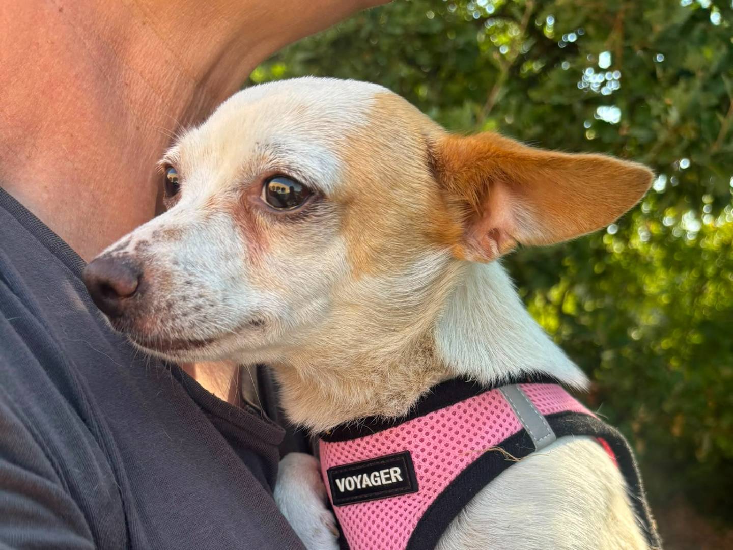 Vuoi adottare un cane a Bari?