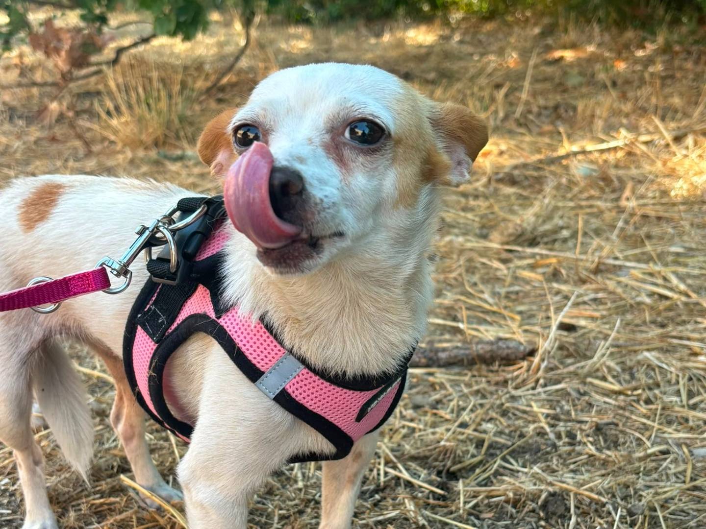 Adotta il cane Sissi a Bari