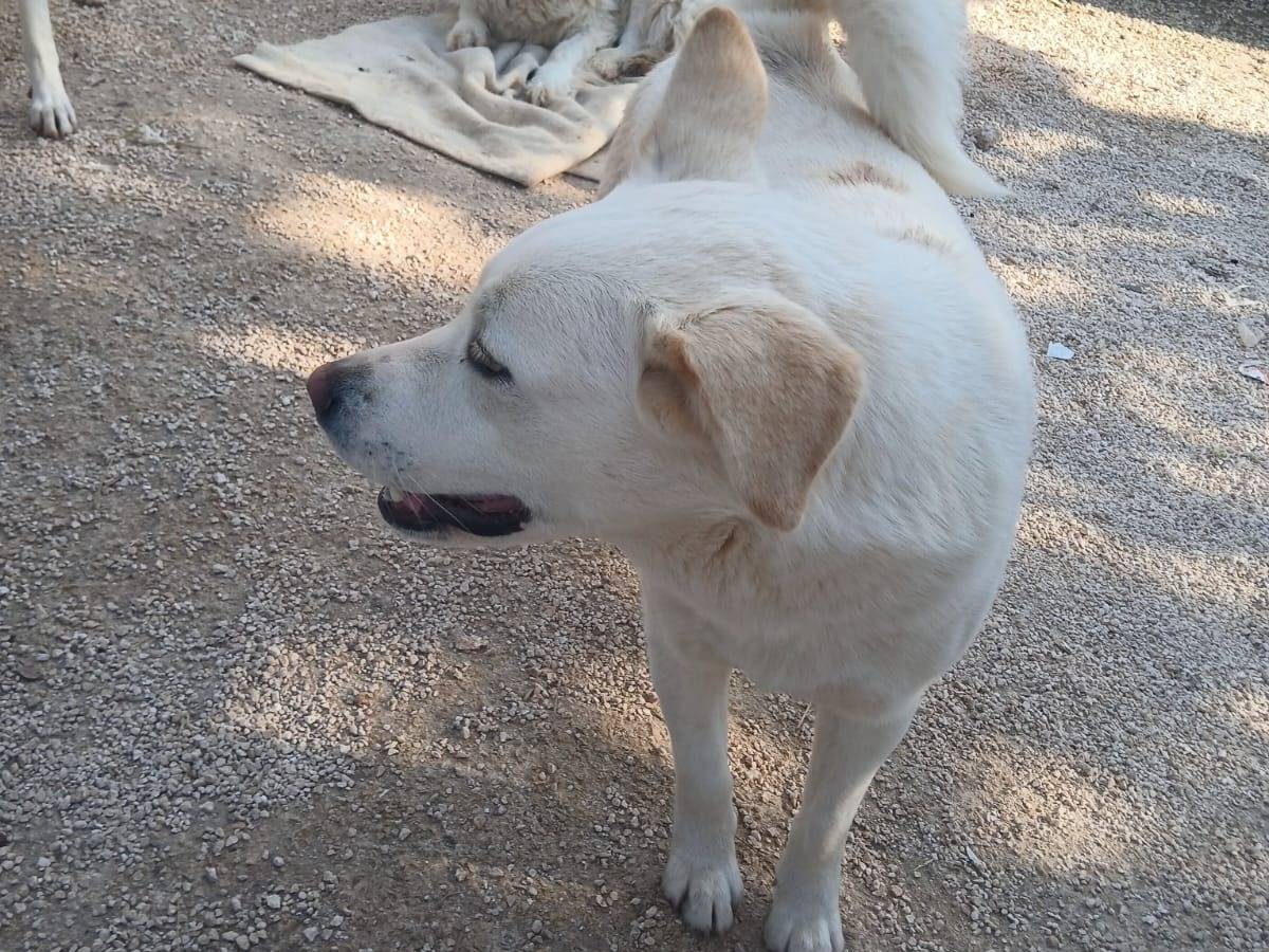 Adotta il cane Yuri a Bari