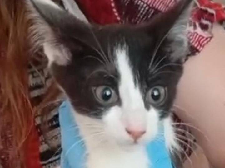 Adozione gatto, femmina, Razza sconosciuta Razza sconosciuta, 4 mesi, taglia non valida, Bari
