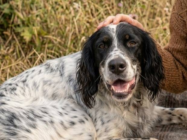 Adozione cane, maschio, Setter Inglese Razza sconosciuta, 6 anni e 8 mesi, taglia media, Bergamo