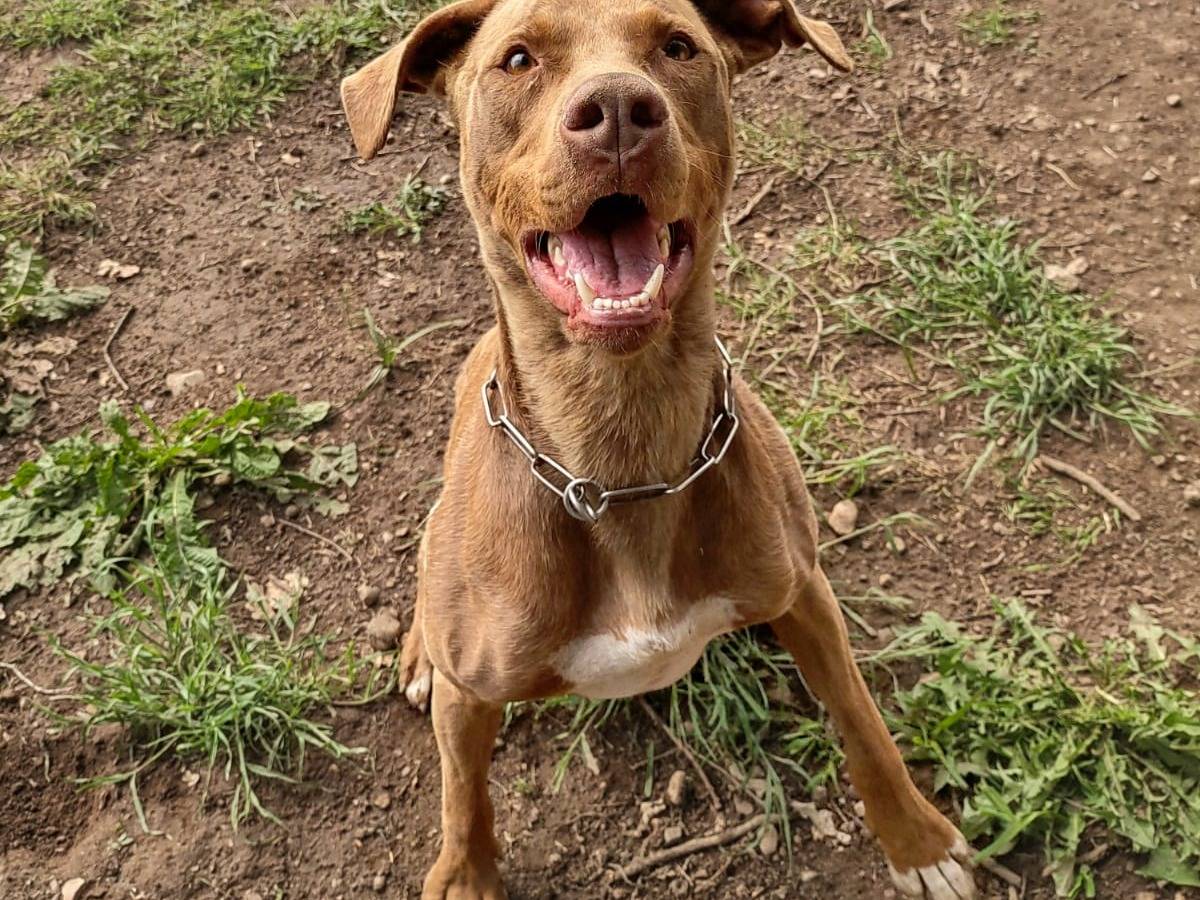 Adozione cane, maschio, Pitbull, 3 anni e 3 mesi, taglia media, Milano