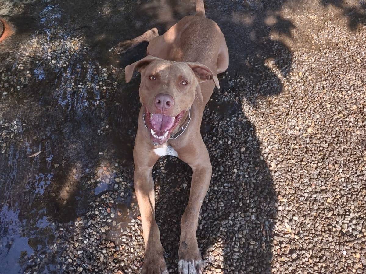 Adotta un cane, maschio, 3 anni e 3 mesi, Milano
