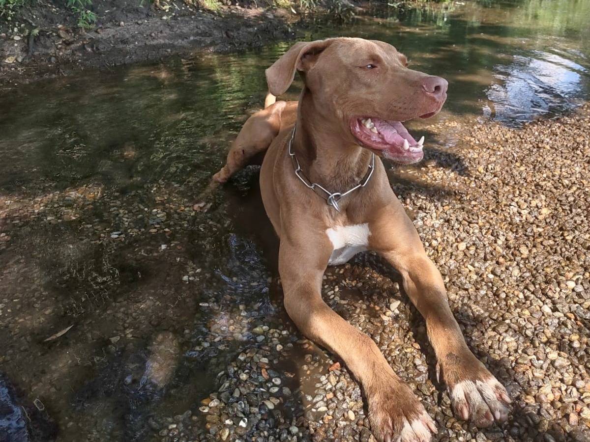 Adotta un cane, taglia media, maschio, Milano