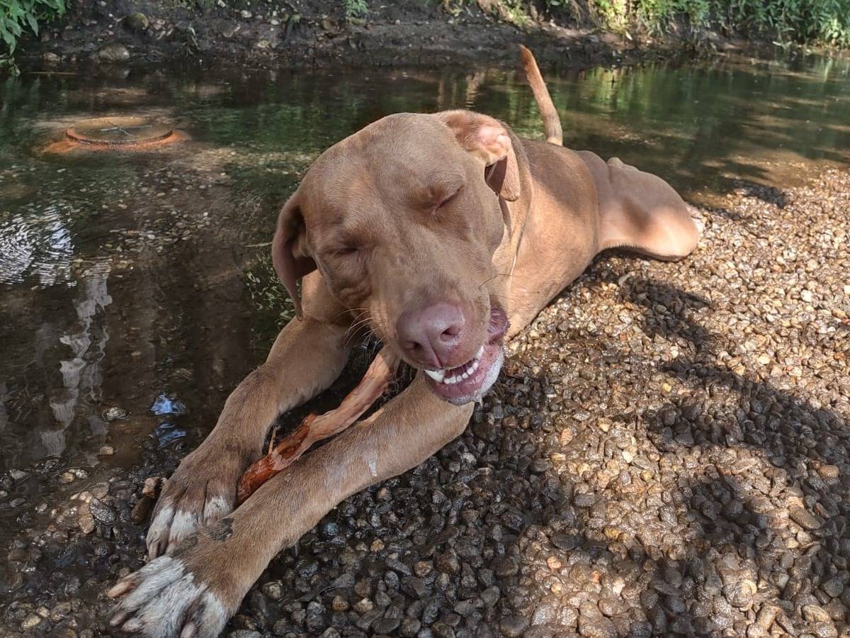 Vuoi adottare un cane a Milano?