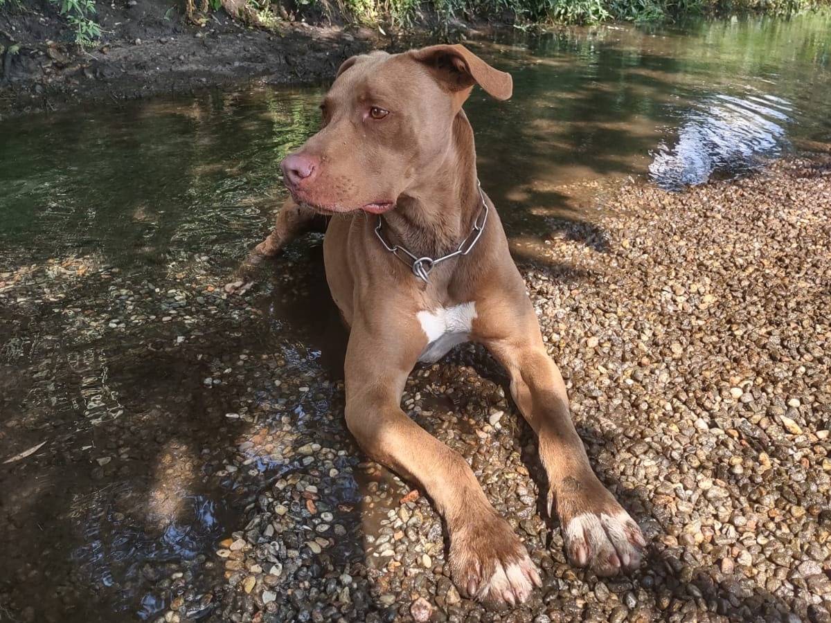 Adotta il cane ZORO a Milano