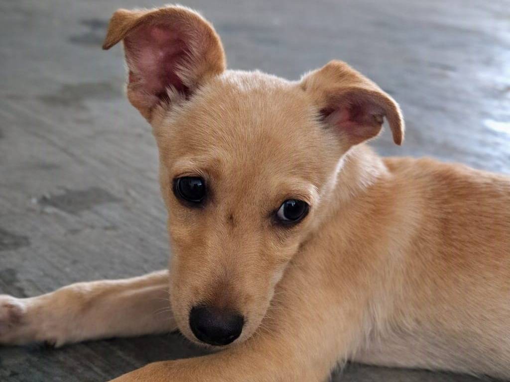 Adotta un cane, maschio, 2 mesi, Caserta