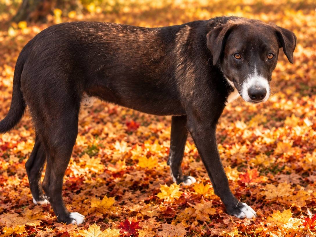 Adozione cane, maschio, Razza sconosciuta Razza sconosciuta, 1 anno e 8 mesi, taglia media, Caserta