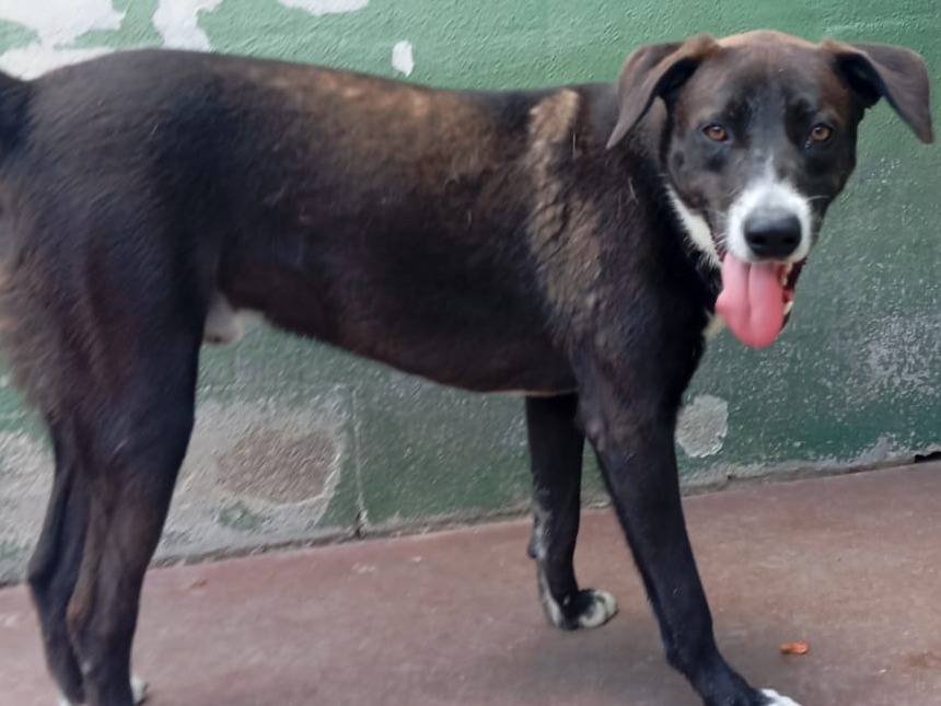 Adotta un cane, maschio, 1 anno e 8 mesi, Caserta