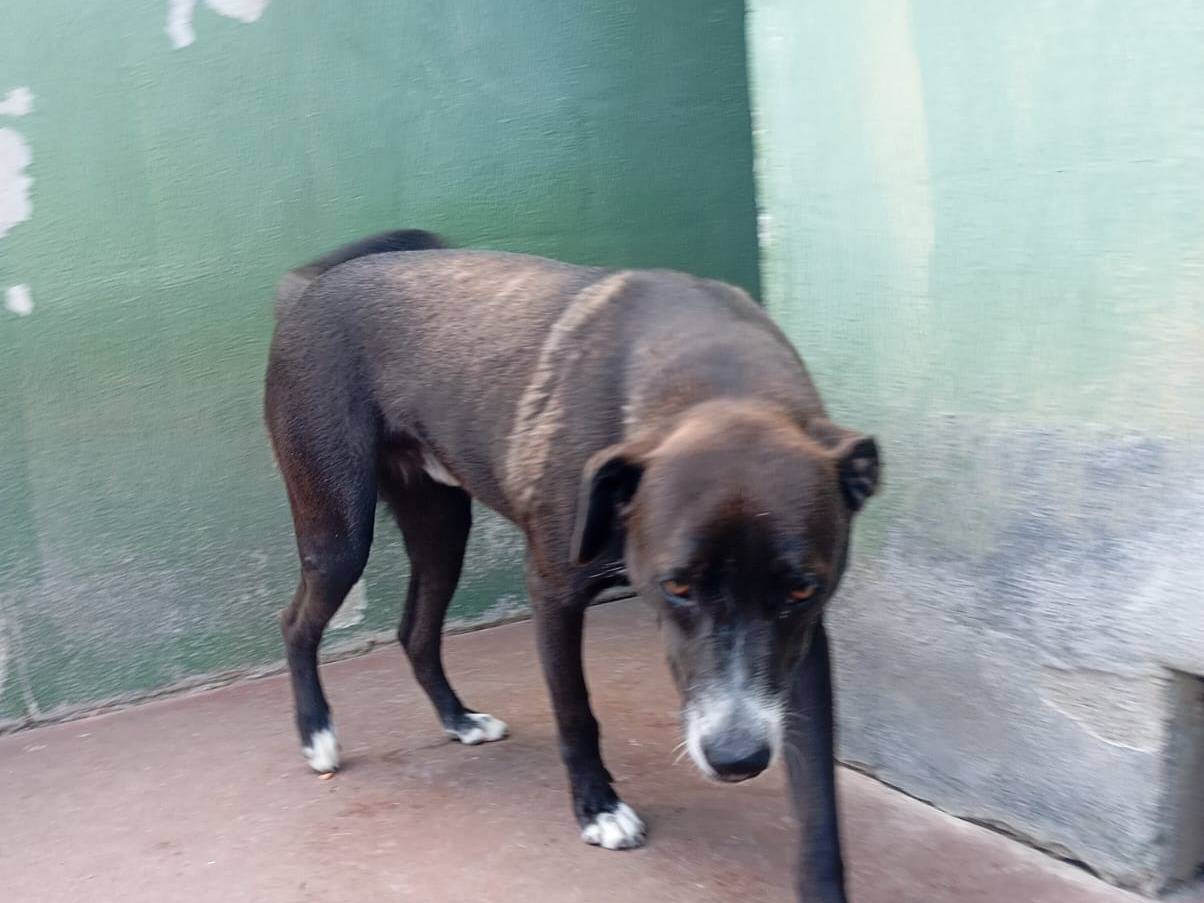 Adotta un cane, taglia media, maschio, Caserta