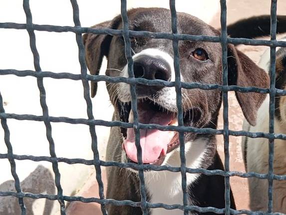 Vuoi adottare un cane a Caserta?