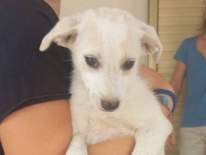 Adozione cane, femmina, Razza sconosciuta Razza sconosciuta, 2 mesi, taglia media contenuta, Caserta