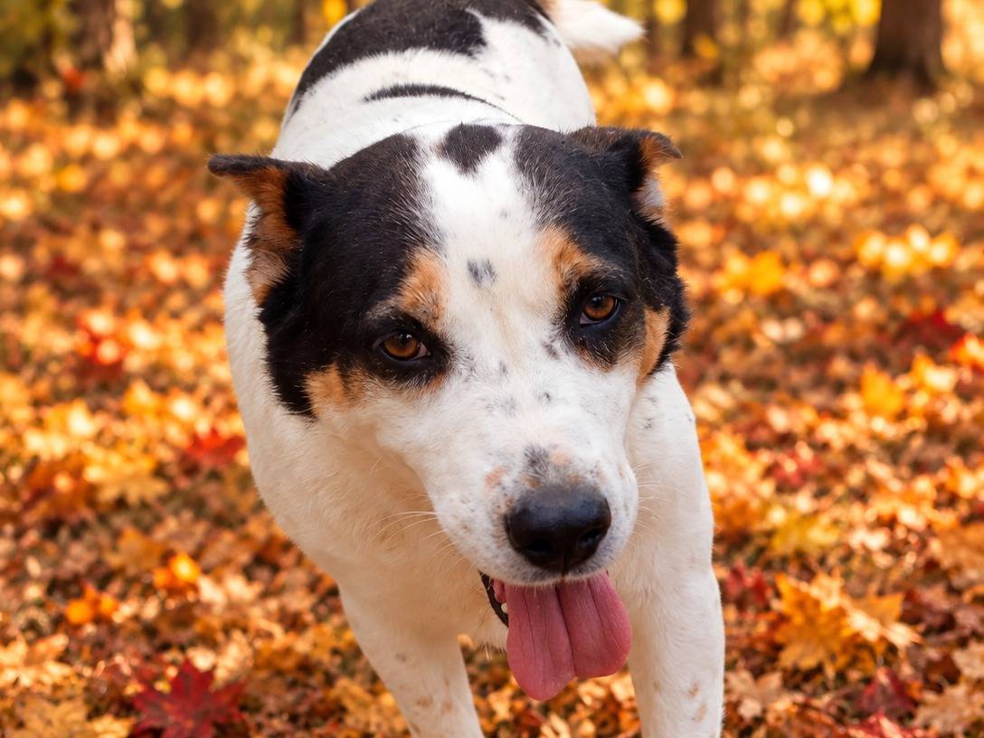 Adozione cane, femmina, Razza sconosciuta Razza sconosciuta, 6 anni e 8 mesi, taglia media, Caserta