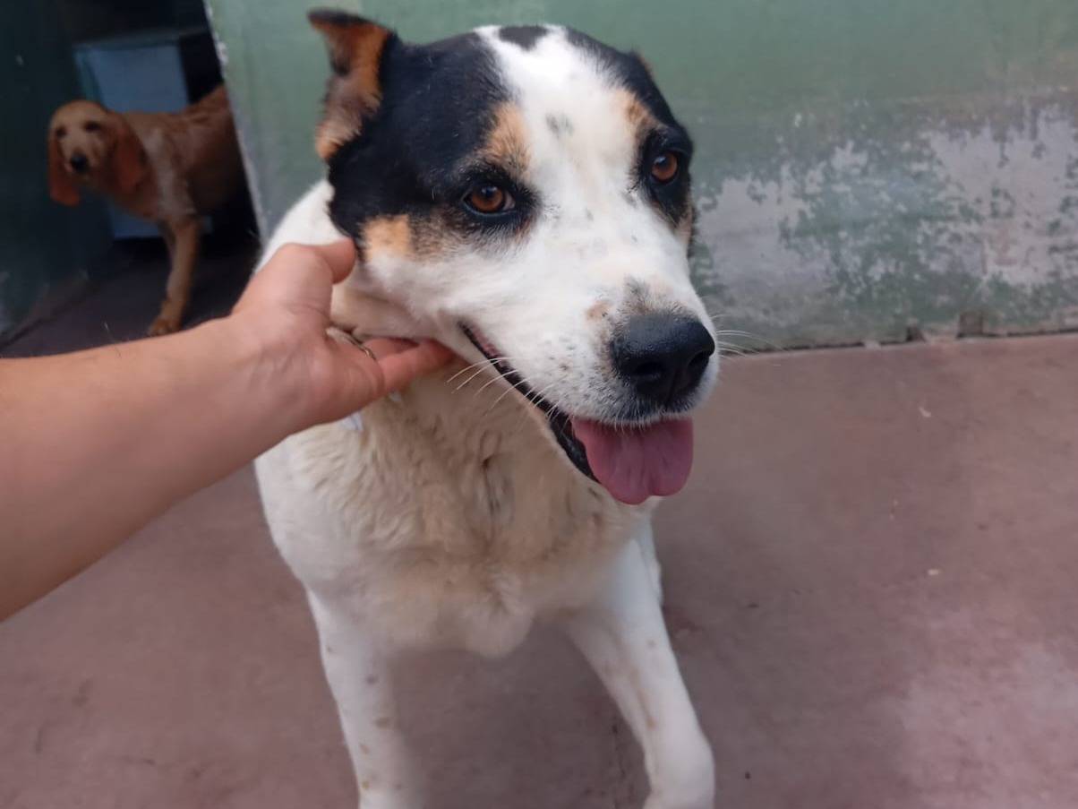 Adotta un cane, femmina, 6 anni e 8 mesi, Caserta