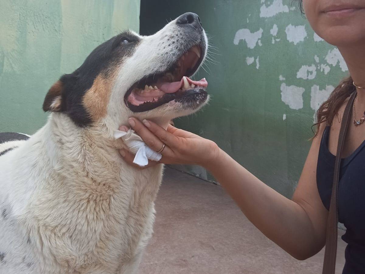 Adotta un cane, taglia media, femmina, Caserta