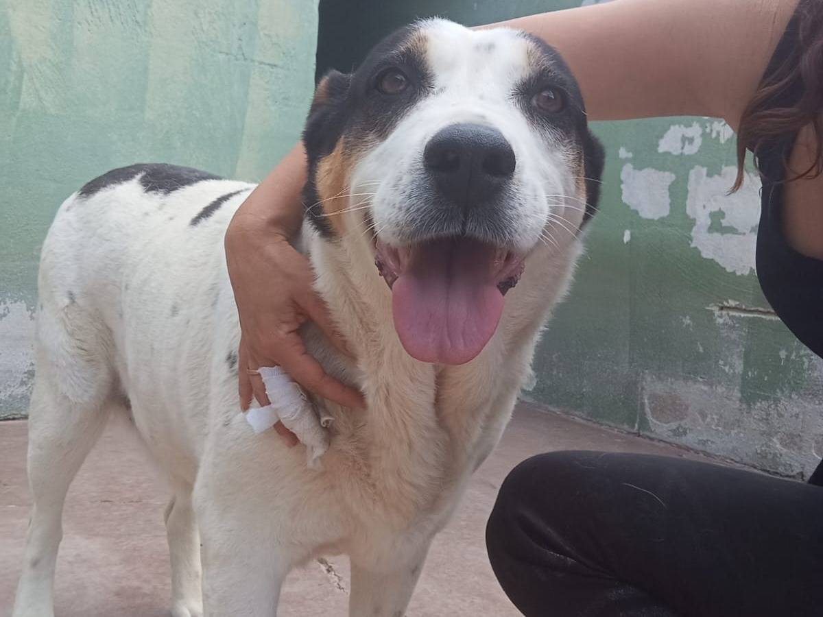Vuoi adottare un cane a Caserta?