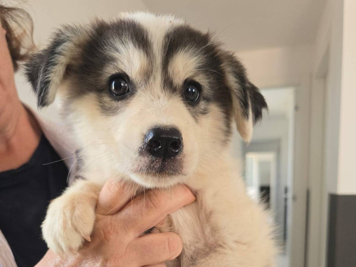 Adozione cane, femmina, Pastore maremmano Razza sconosciuta, 4 mesi, taglia media, Taranto
