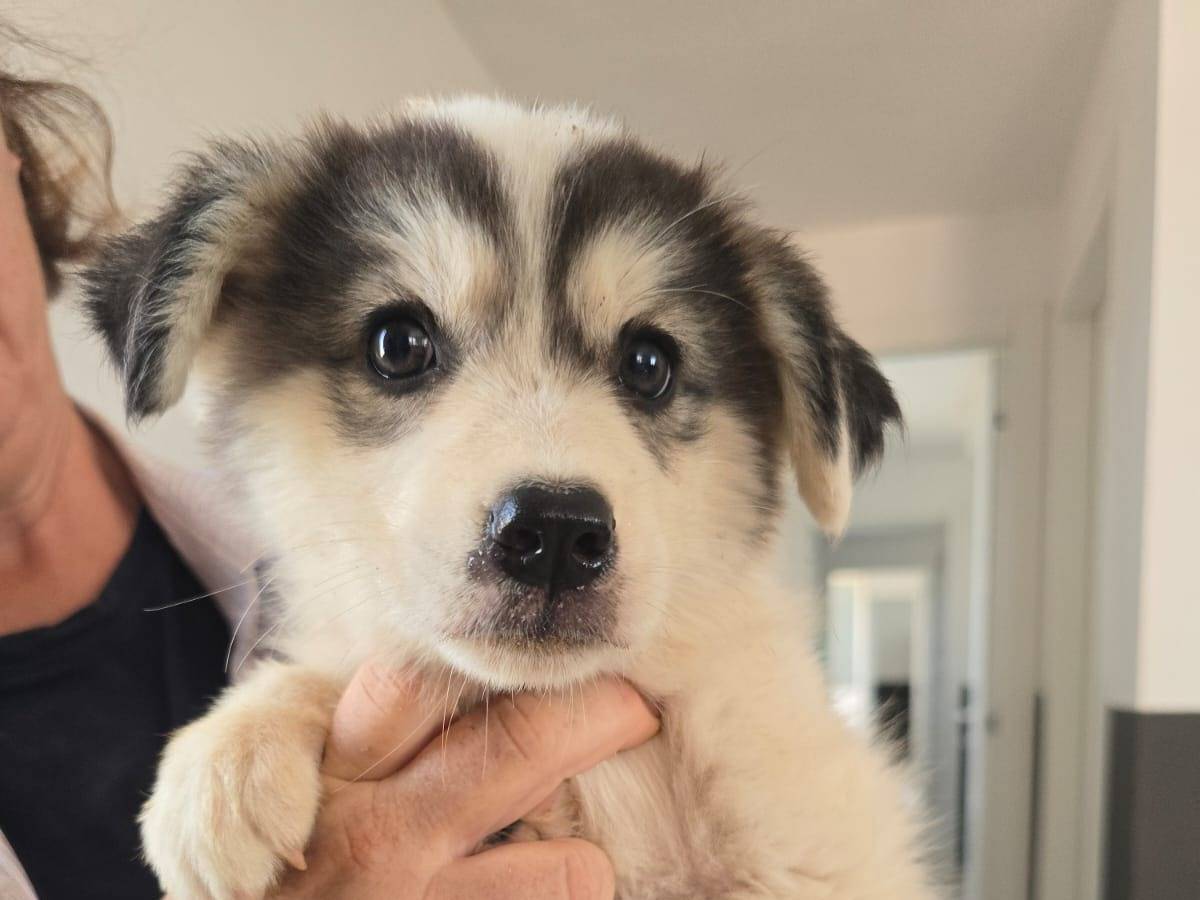 Adotta un cane, femmina, 4 mesi, Taranto