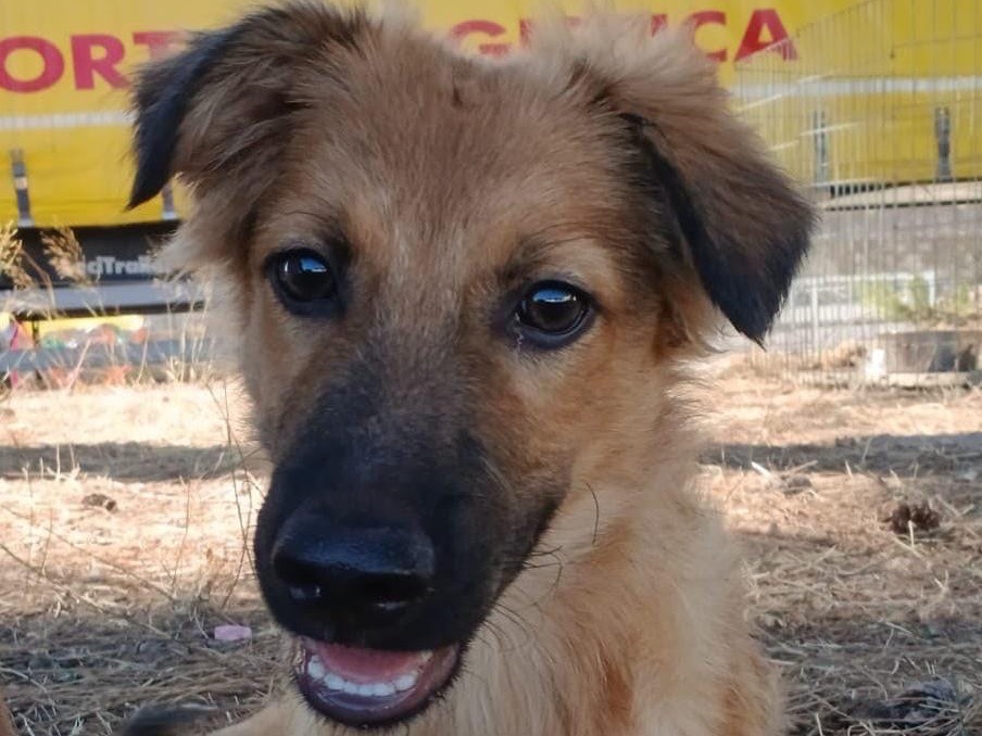 Adozione cane, maschio, Razza sconosciuta Razza sconosciuta, 4 mesi, taglia media, Crotone