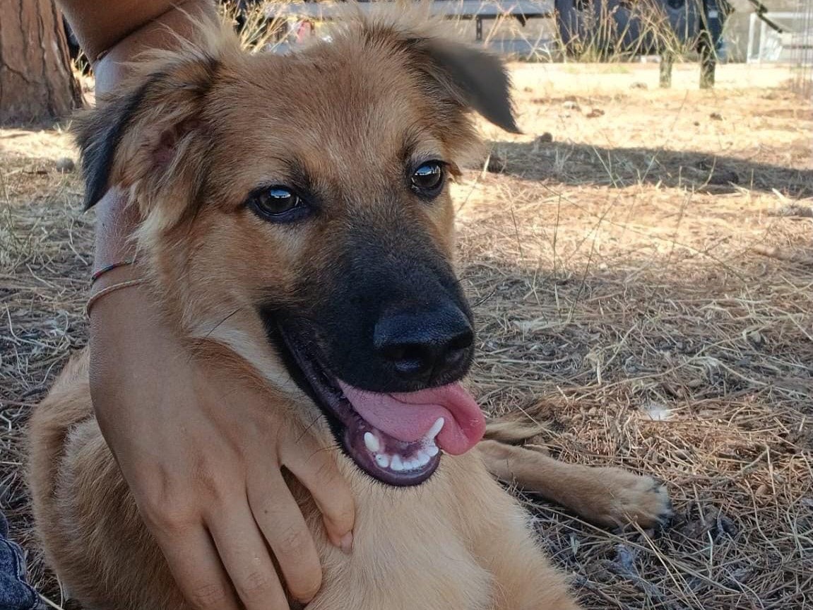 Adotta un cane, maschio, 4 mesi, Crotone