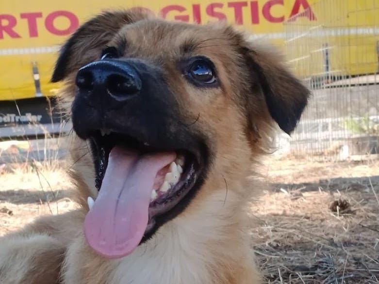 Adotta un cane, taglia media, maschio, Crotone
