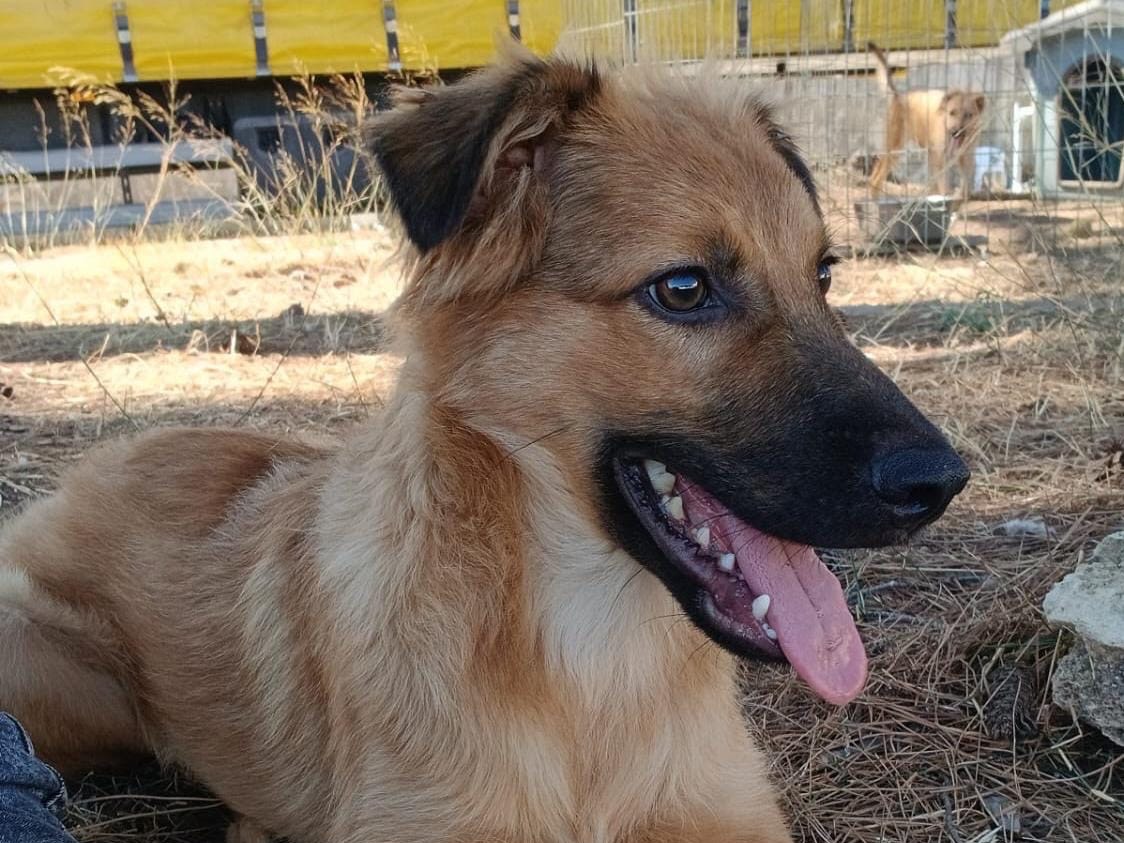 Vuoi adottare un cane a Crotone?