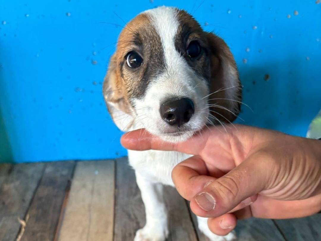 Adozione cane, maschio, Razza sconosciuta Razza sconosciuta, 3 mesi, taglia piccola, Pavia