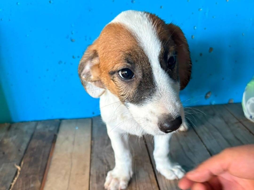 Adotta un cane, maschio, 3 mesi, Pavia