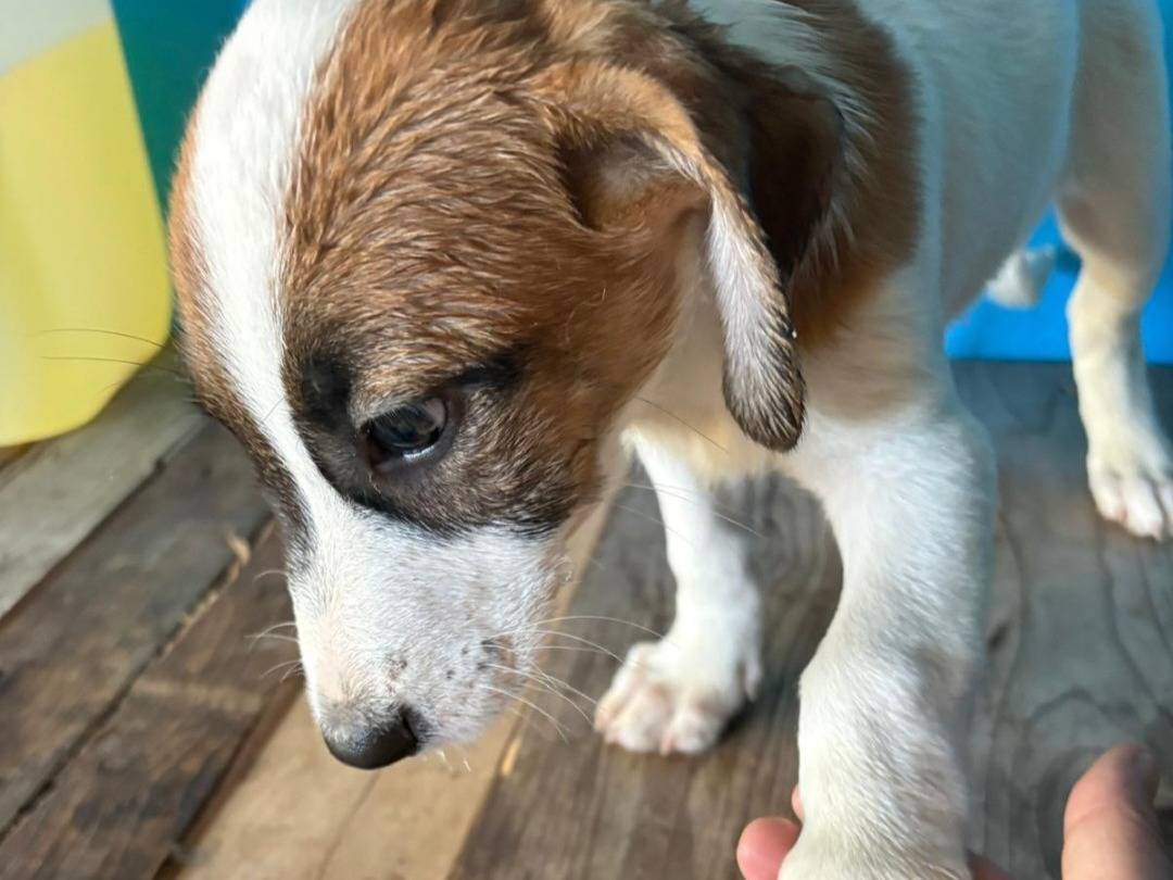 Adotta un cane, taglia piccola, maschio, Pavia