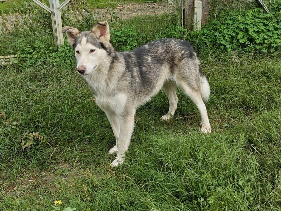 Adozione cane, femmina, Razza sconosciuta Razza sconosciuta, 3 anni e 2 mesi, taglia media, Roma