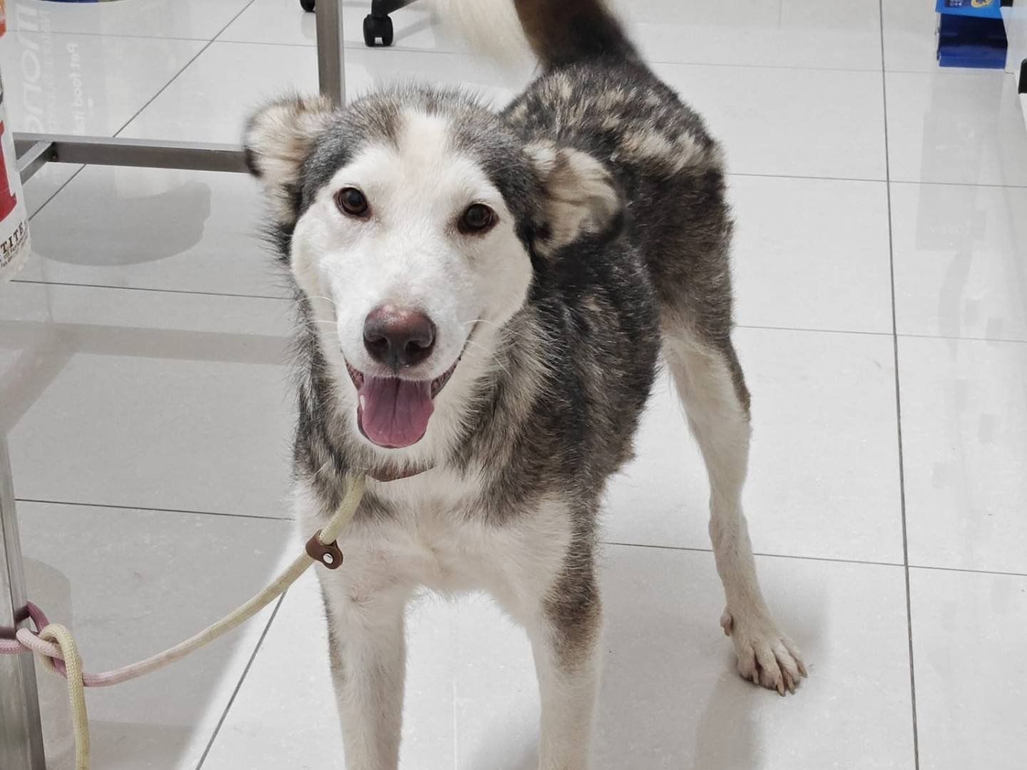 Adotta un cane, taglia media, femmina, Roma