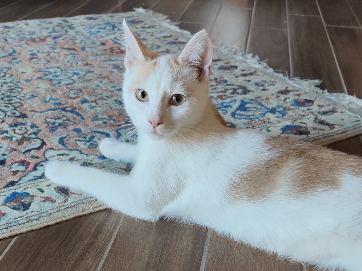 Adozione gatto, maschio, Razza sconosciuta Razza sconosciuta, 4 mesi, taglia non valida, Frosinone