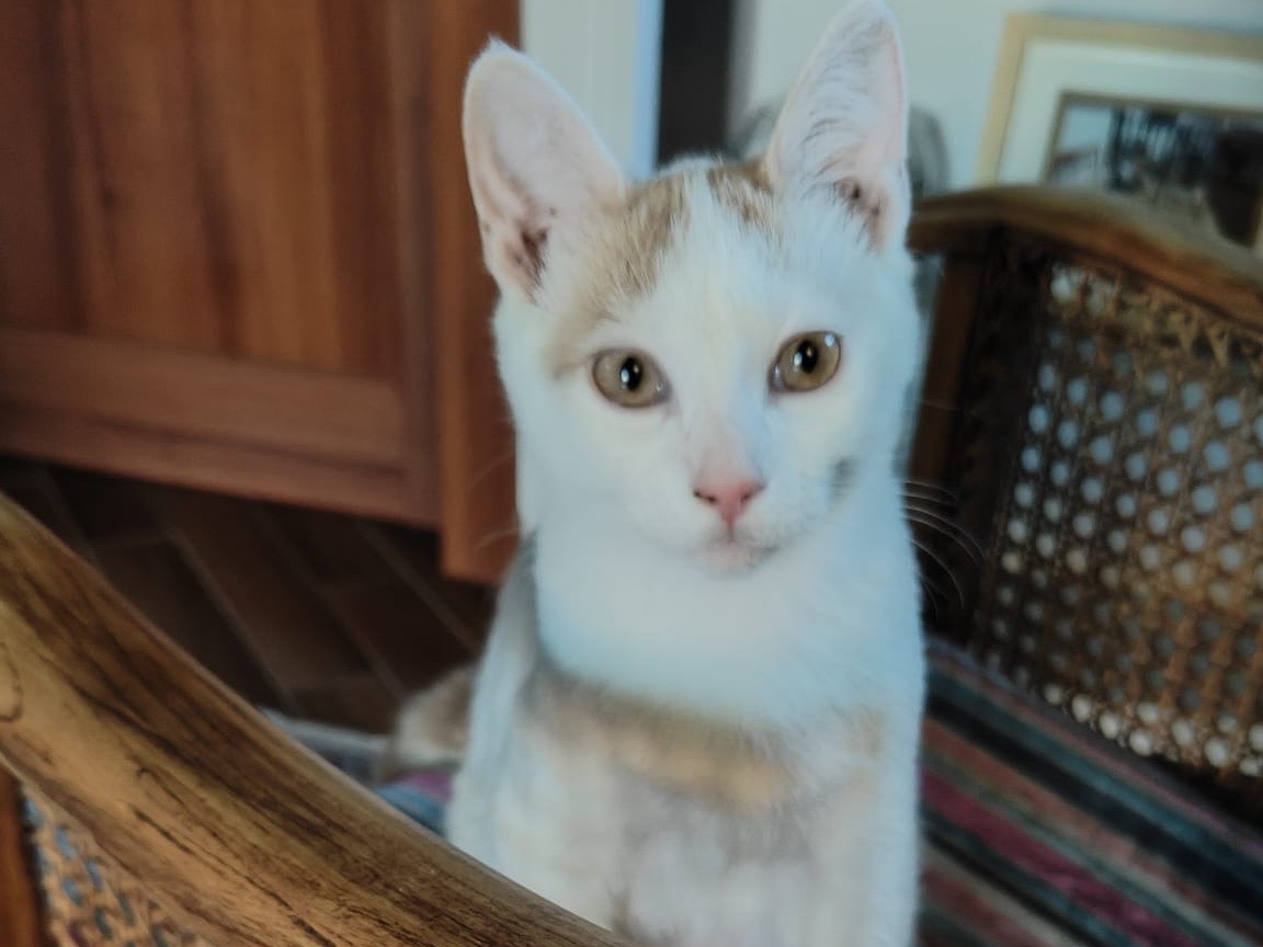 Adotta un gatto, maschio, 4 mesi, Frosinone