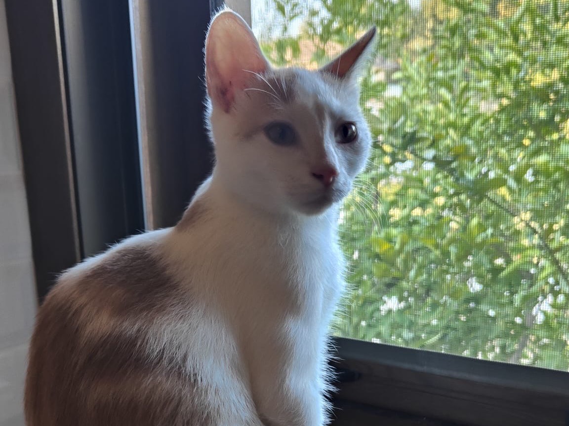 Adotta un gatto, taglia non valida, maschio, Frosinone
