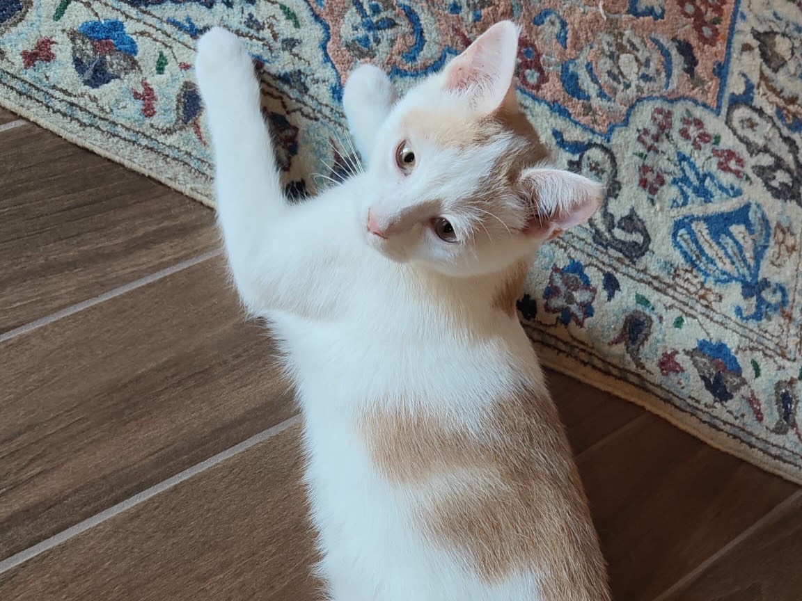 Vuoi adottare un gatto a Frosinone?