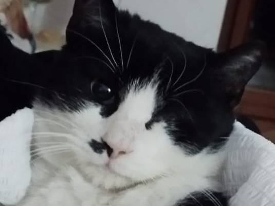 Adozione gatto, femmina, Razza sconosciuta Razza sconosciuta, 1 anno e 9 mesi, taglia non valida, Milano