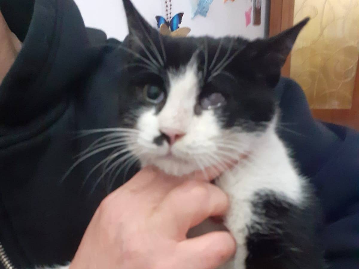 Adotta un gatto, taglia non valida, femmina, Milano