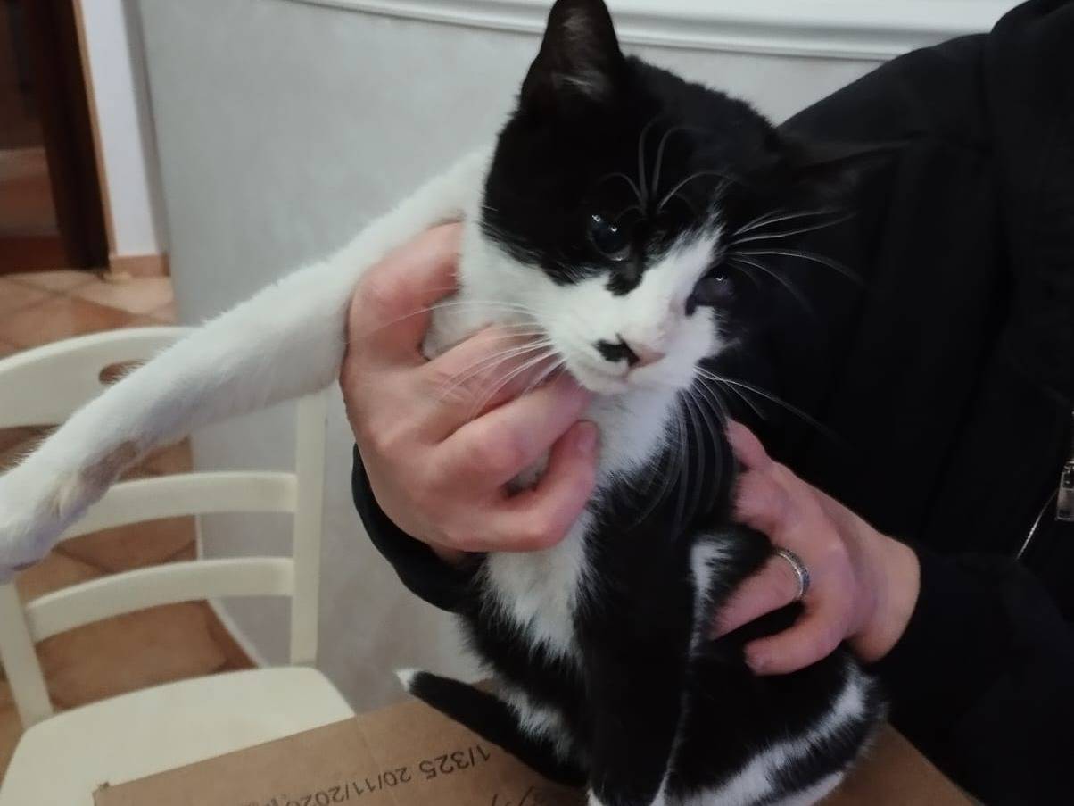 Vuoi adottare un gatto a Milano?
