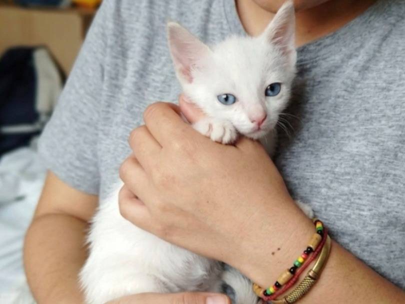 Adozione gatto, femmina, Razza sconosciuta Razza sconosciuta, 2 mesi, taglia non valida, Brescia