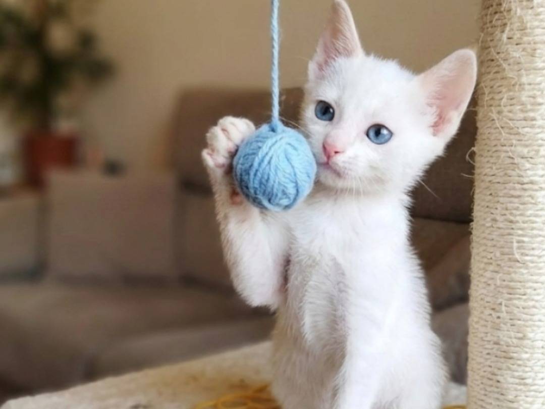 Adotta un gatto, femmina, 2 mesi, Brescia