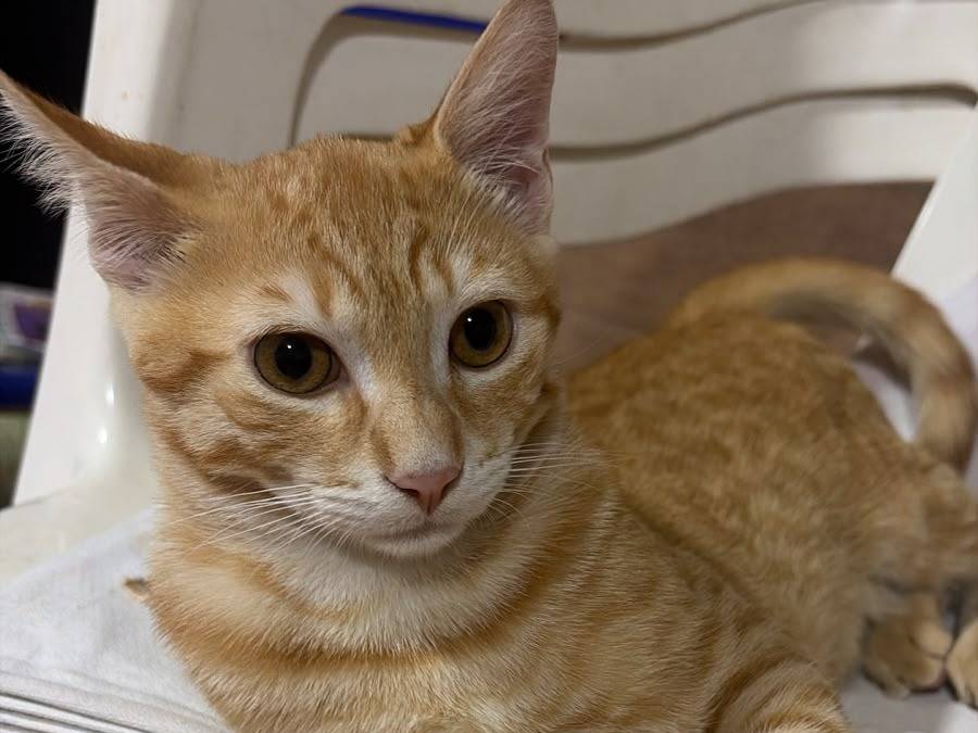 Adotta un gatto, maschio, 5 mesi, Milano