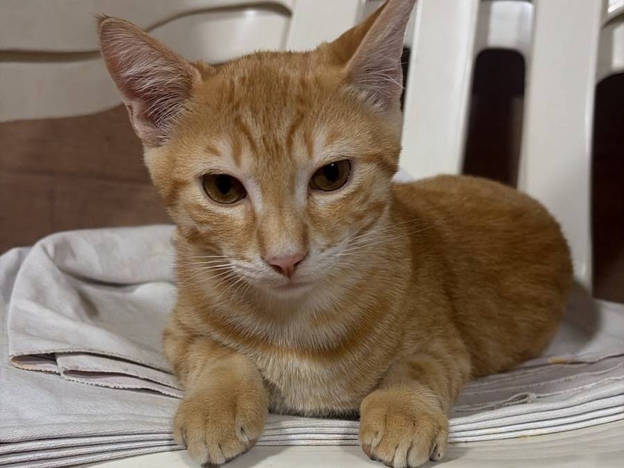 Adotta un gatto, taglia non valida, maschio, Milano