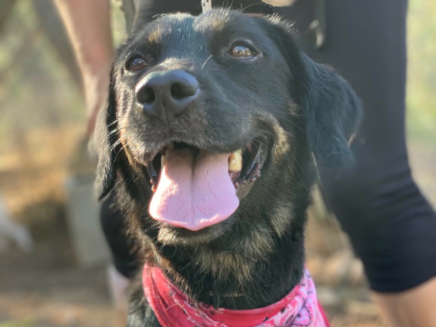 Adozione cane, femmina, Razza sconosciuta Razza sconosciuta, 3 anni e 4 mesi, taglia media, Latina
