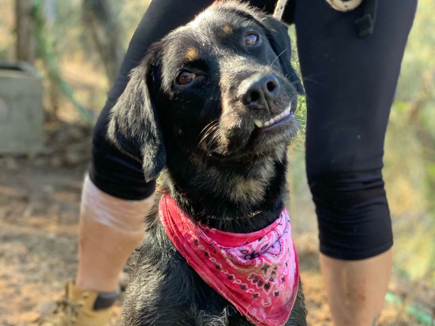 Adotta un cane, femmina, 3 anni e 4 mesi, Latina
