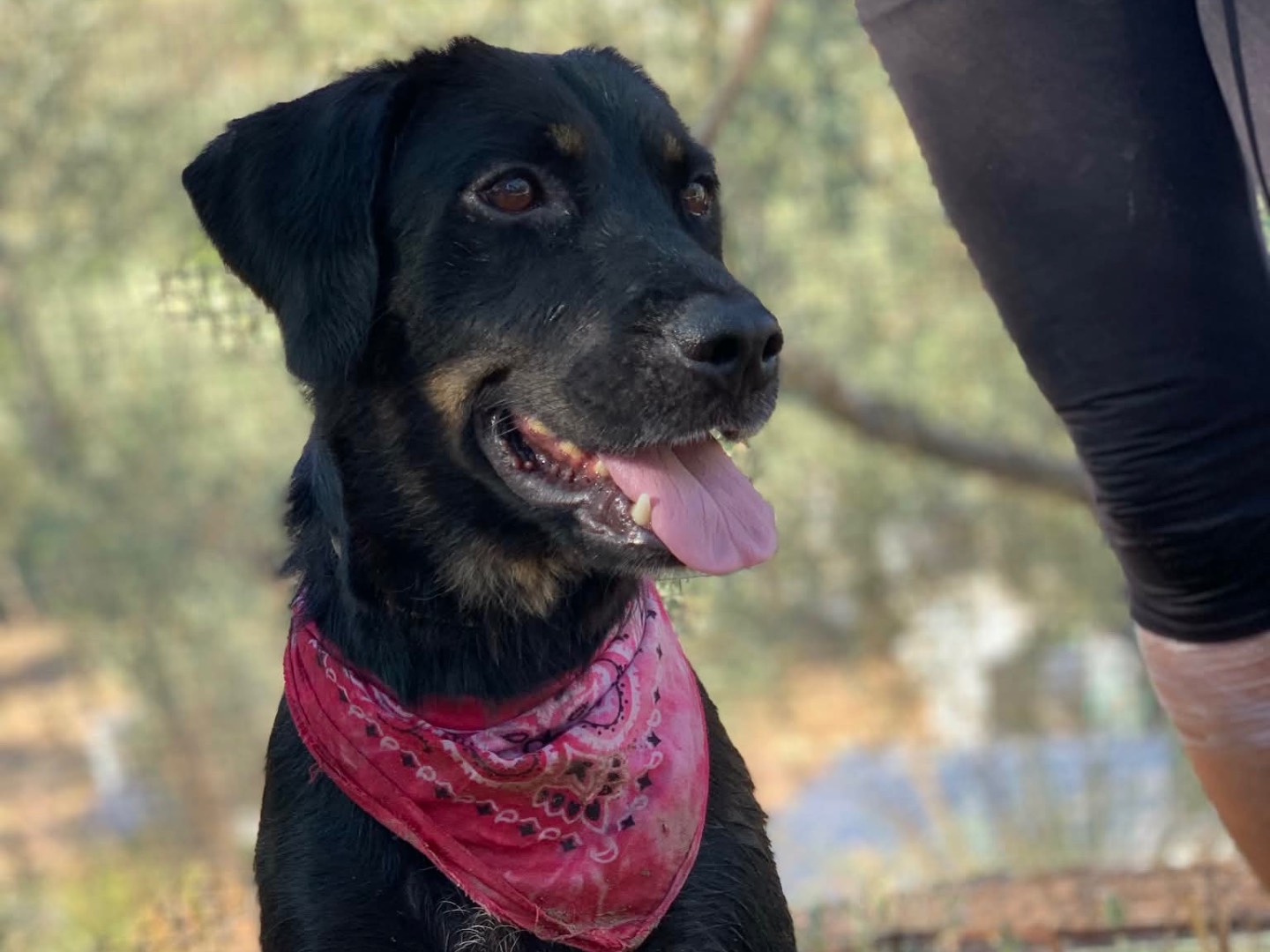 Adotta un cane, taglia media, femmina, Latina