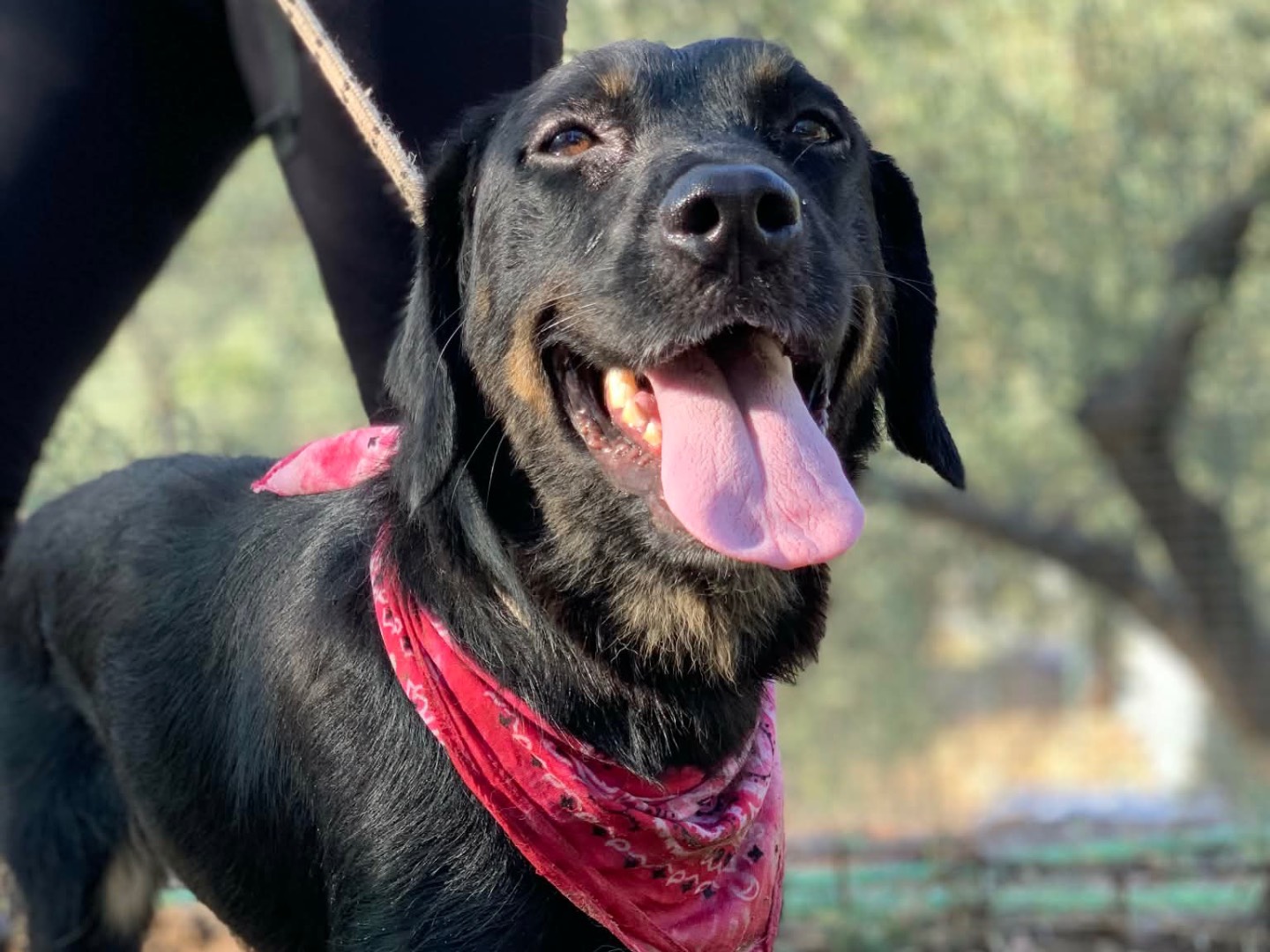 Vuoi adottare un cane a Latina?