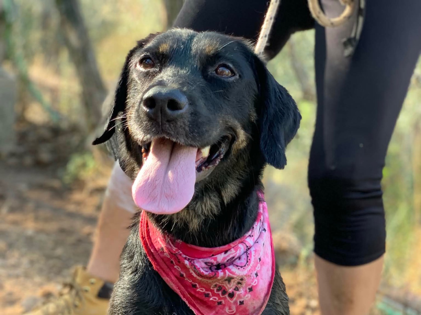 Adotta il cane Tania  a Latina