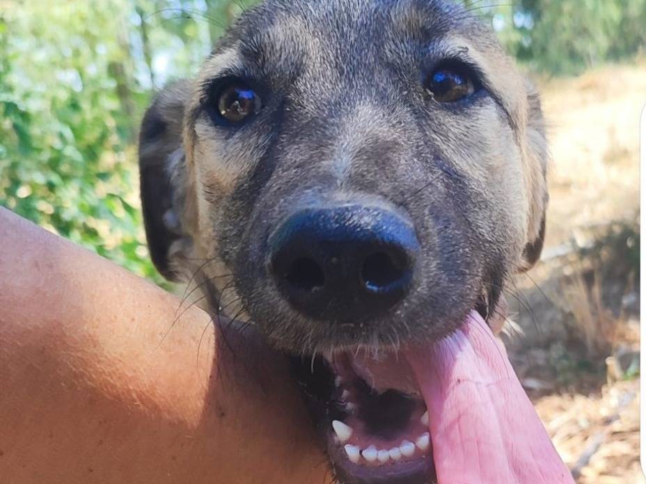 Adotta un cane, taglia media, femmina, Cagliari