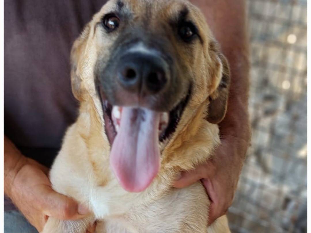 Adotta il cane Bea a Cagliari
